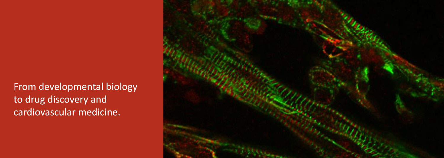 From developmental biology to drug discovery and cardiovascular medicine.