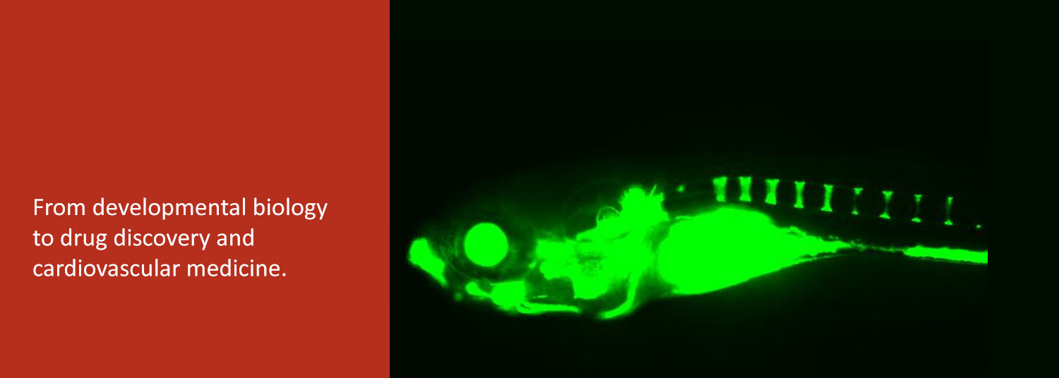 From developmental biology  to drug discovery and  cardiovascular medicine.