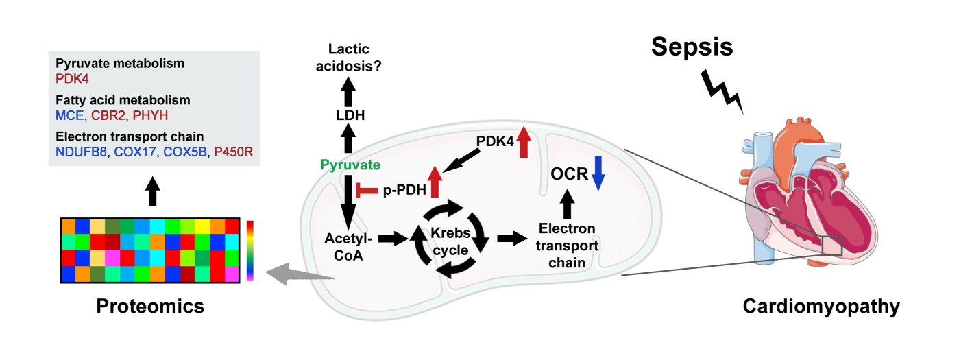pyruvate-fueled oxidative phosphorylation during SIC