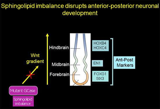 Sphingolipid imbalance disrupts anterior-posterior neuronal development