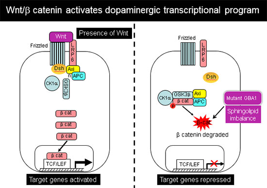 Wnt/b Cateinin activates dopaminergic transcriptional program