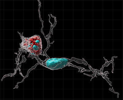 A microglia immune cell (white) that has eaten a neuron (red) in the brain of a female rat during development. Credit: PNAS https://doi.org/10.1073/pnas.221264612