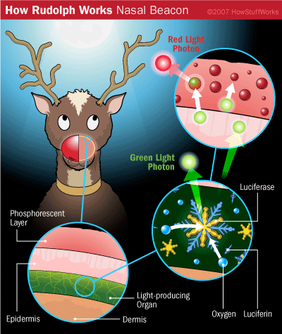 Illustration of Rudolph the red-nosed reindeer. One circle on the illustration shows the layers of his nose, phosphorescent layer, epidermis, light producing layer, and dermis. Another circle shows that within the light producing layer are luciferase, luciferin, oxygen, and green light photons, The final circle shows red light photons leaving the nose.