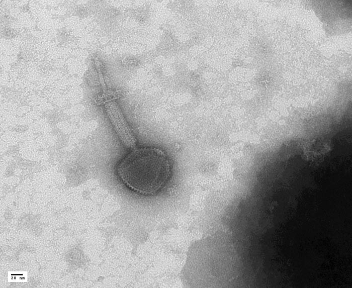 TEM - Bacterial Phage