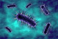 Colored em of bacteria