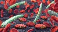 colorized EM of plasmodium parasites and RBCs