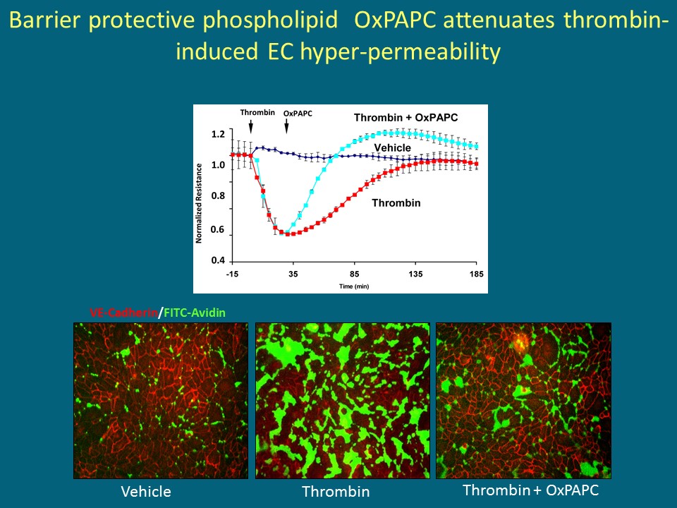 Barrier-protective oxidized phospholipids accelerate endothelial barrier recovery