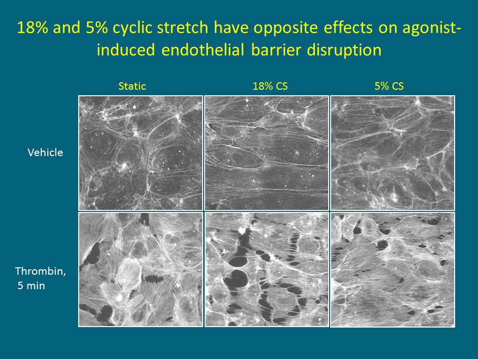 Differential effects of physiologic and pathologic cyclic stretch on agonist-induced endothelial permeability