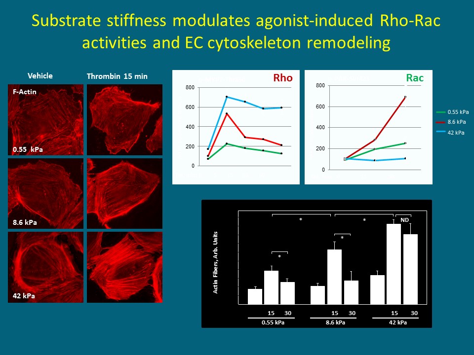 Substrate stiffness is a major factor modulating endothelial responses to vasoactive and inflammatory molecules