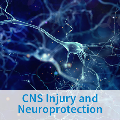 CNS Injury and Neuroprotection