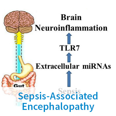 Sepsis-Associated Encephalopathy