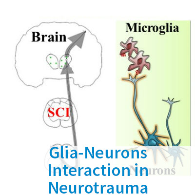 Glia-Neurons Interaction in Neurotrauma