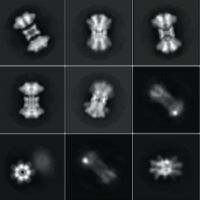 Collection of cryoEM images