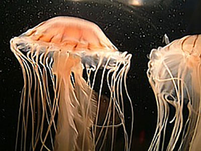 Jellyfish image