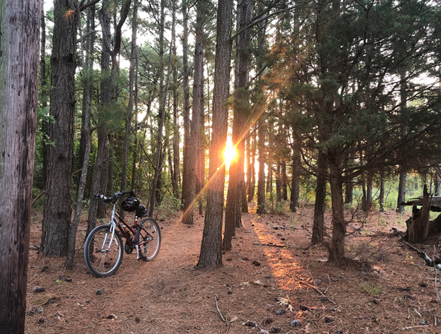 bike in the woods