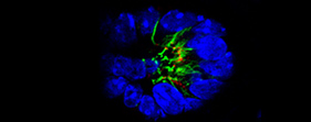 Cell Engineering Core image