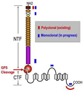 antibodies illustration