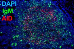 Cells seen through a microscope