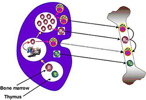 Diagram showing bone marrow and thymus
