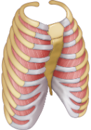 Rib cage 130