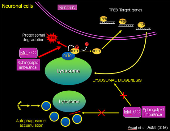 Neuronal cells