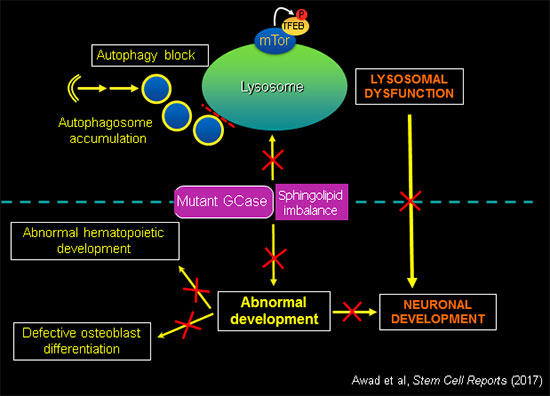 Awad et al, Stem Cell Reports