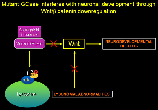 Mutant GCase interferes with neuronal development through Wnt/B catenin downregulation