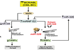 Danilo Perrotti faculty profile graphic 3 thumbnail