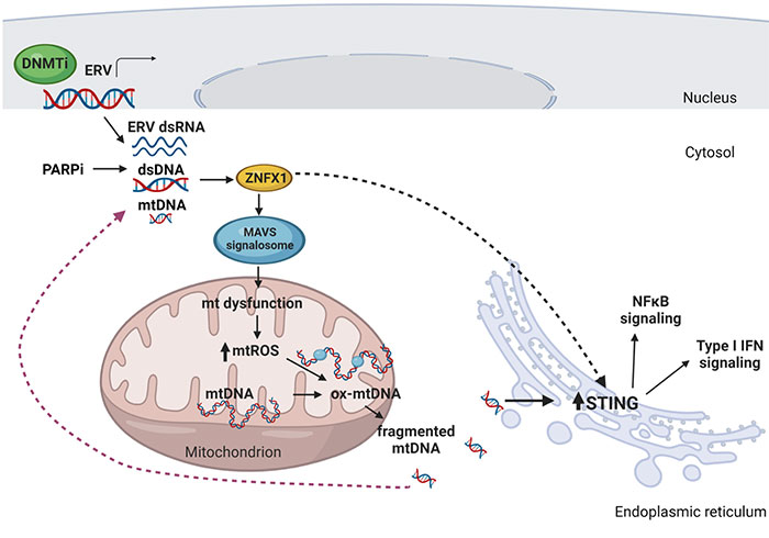 Cancer Research