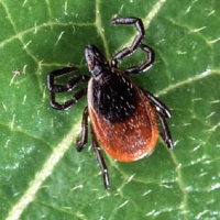 Pedra Lab tick image