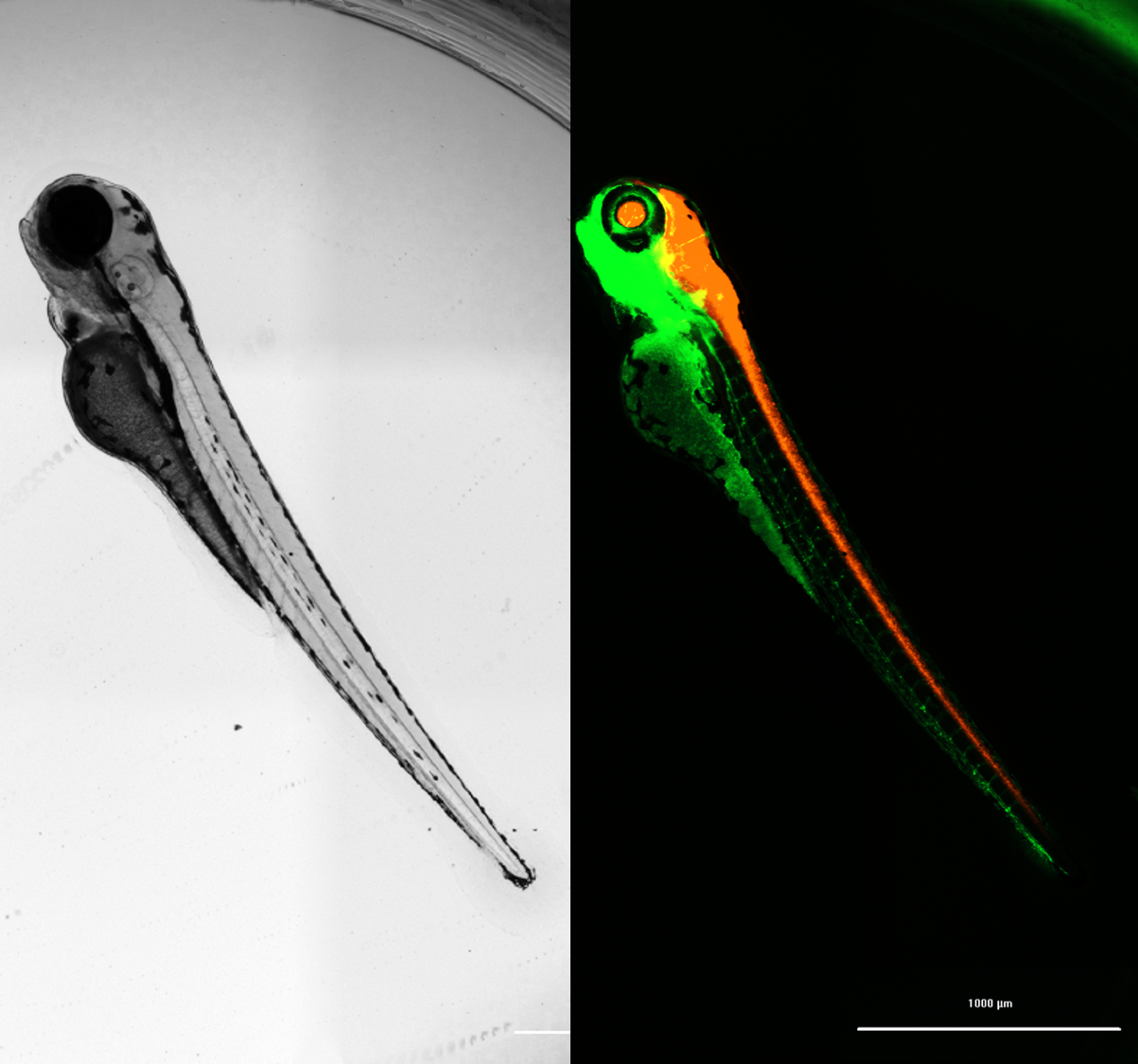 48hpf Tg(fli:GFP; her4:RFP) zebrafish