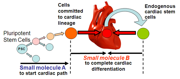 Regenerativec Chemical Biology