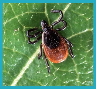 Research Image of Tick