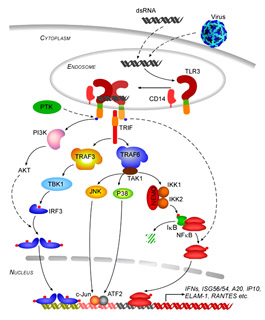 TLR3 Signaling