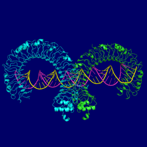 Rotating DNA