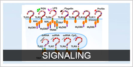 Signaling Button