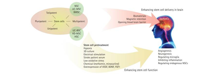 Optimizing Stem Cell Therapy after Ischemic Brain Injury diagram