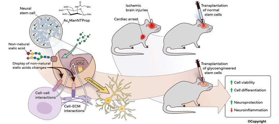 Metabolic Glycoengineering (MGE) of Stem Cells to Enhance Brain Repair diagram