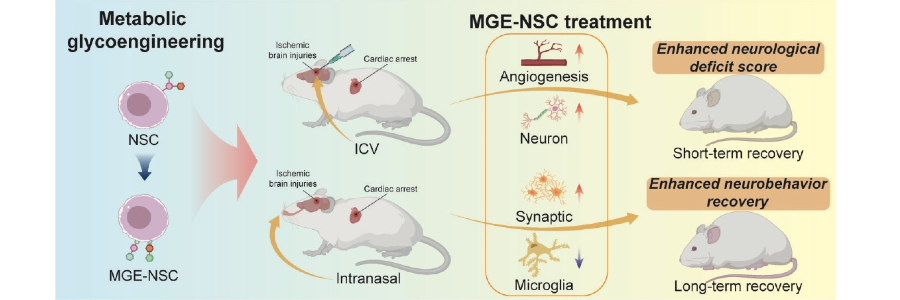 Effect of MGE-NSC Delivery Route on Brain Recovery Post-Cardiac Arrest diagram