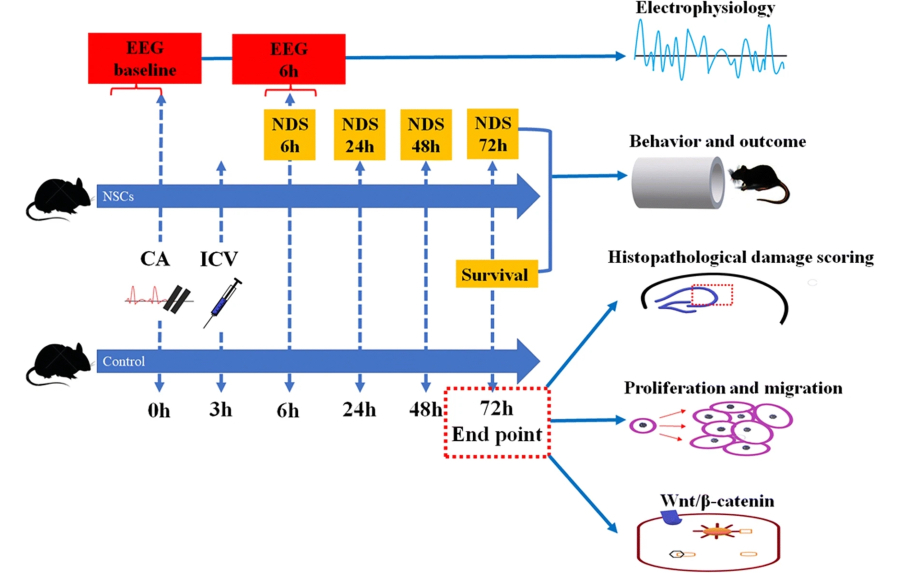 intracerebroventricular administration of hNSCs for neurological recovery