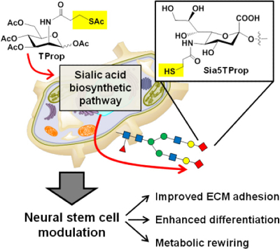 Examining Structure-activity Relationships of ManNAc Analogs used in the Metabolic Glycoengineering of Human Neural Stem Cells.