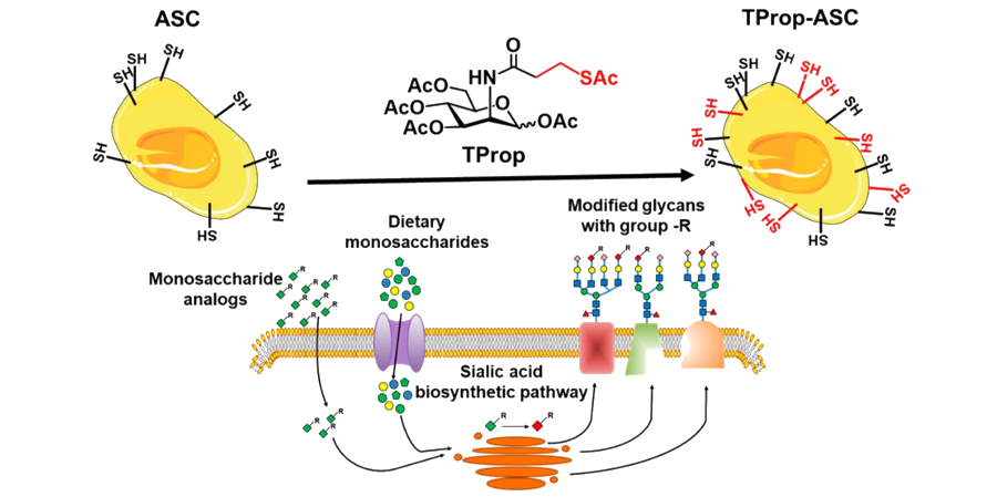 Schwann Cell Differentiation Improvement