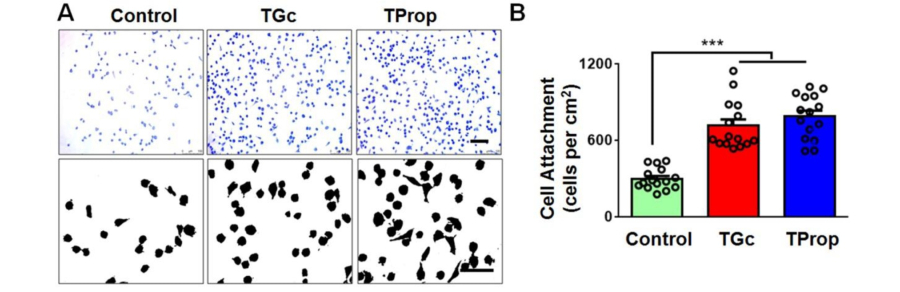 Glycoengineered Human Neural Stem Cells for Enhanced Adhesion