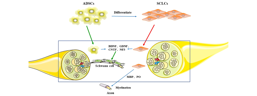 Augmenting peripheral nerve regeneration with adipose-derived stem cells