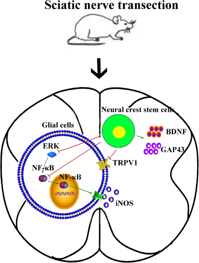 Sciatic Nerve Transection diagram