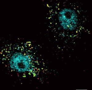 Animal cells moving and recycling cargo (red) over time. AP1G1 (green) and an enzyme (greenish-blue) that controls vesicle transport are labeled in the cells. Credit: Dr. Riazuddin