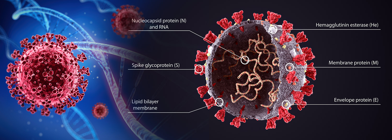 Coronavirus spike proteins may evolve to evade human immune system