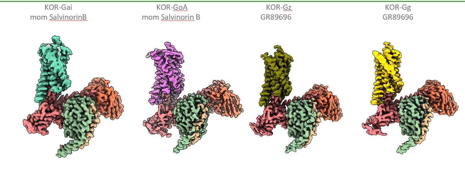 Structures of the kappa opioid receptor, bound to four types of G-protein and one of two drugs.