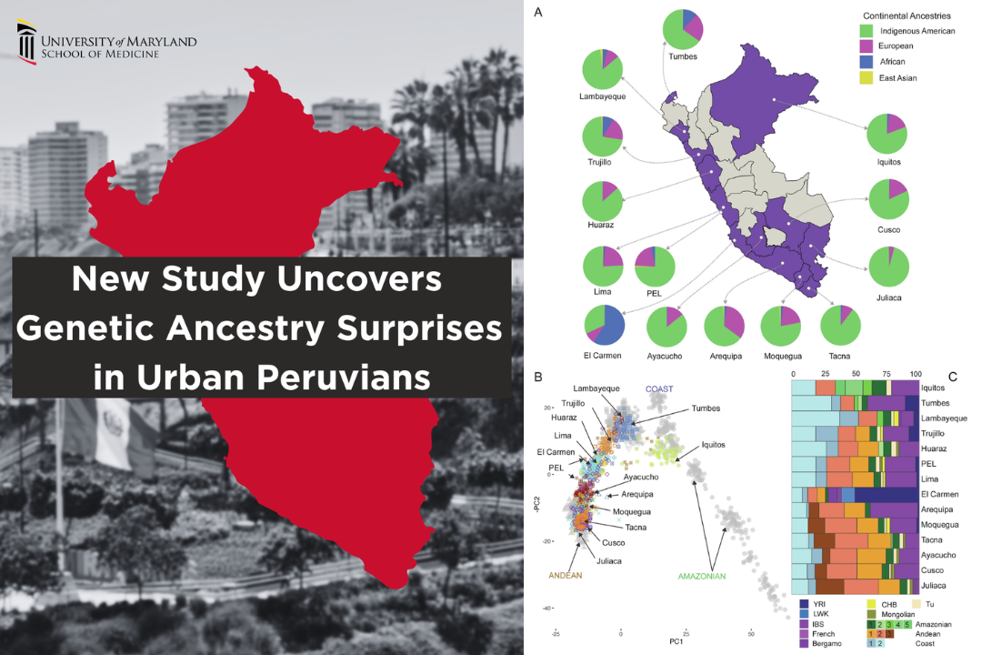 Map of Peru in red overlaying a cityscape of Lima, Peru with text about a genetic ancestry study in urban Peruvians by University of Maryland School of Medicine. Map of Peru showing regional pie charts of continental ancestries including Indigenous American, European, African, and East Asian proportions.