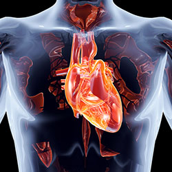 Anatomy of chest and lungs